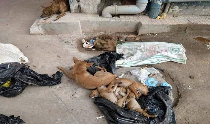 nrs puppy killed 2
