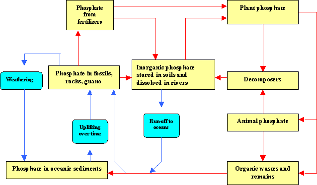 phosphorus cycle-study on internet