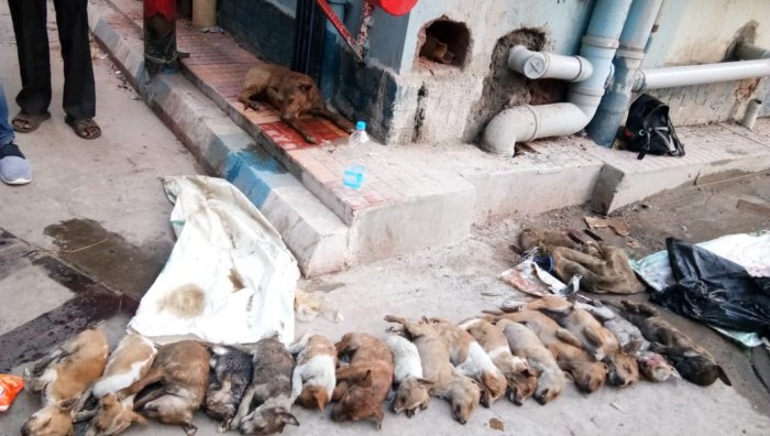 puppys killed